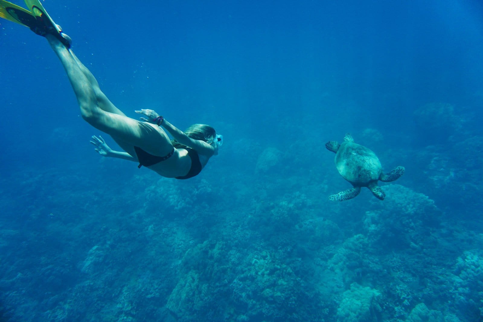 Swimming With Sea Turtles